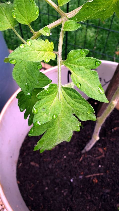 tomato moisture meter readings